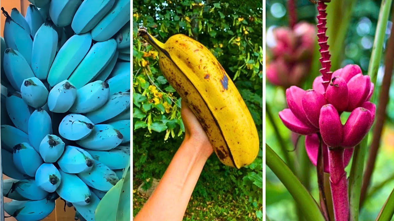 10 TIPOS DE BANANAS DIFERENTES E INCRÍVEIS QUE VOCÊ NÃO IMAGINAVA QUE EXISTIAM!