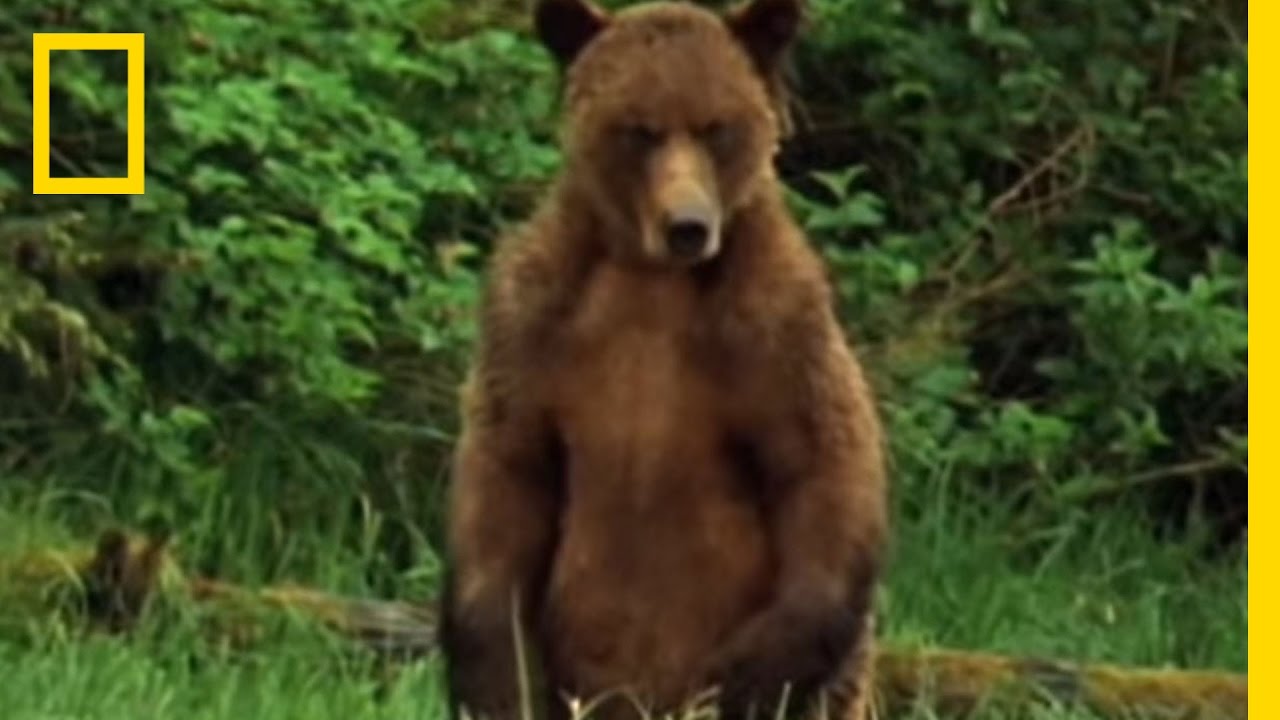 Alaska Brown Bear Trapped | National Geographic