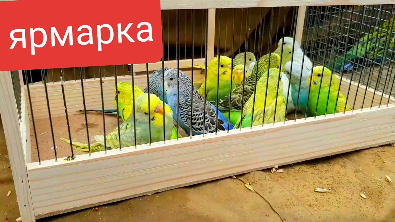 Ярмарка.Кропоткин,27.02.22г Попугаи,ч-2