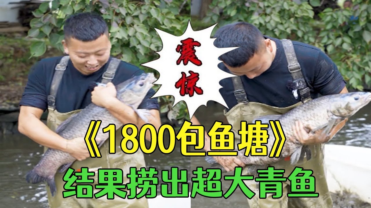 花1800包口魚塘，結果撈出超大青魚，抱都抱不住#小飛哥#三農 #抓魚 #戶外 #我要上熱門 #新農人計劃2026#包塘