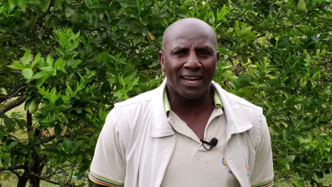 Limón Tahíti: Proceso de control de plagas en el cultivo - Somos Agricultura Tropical