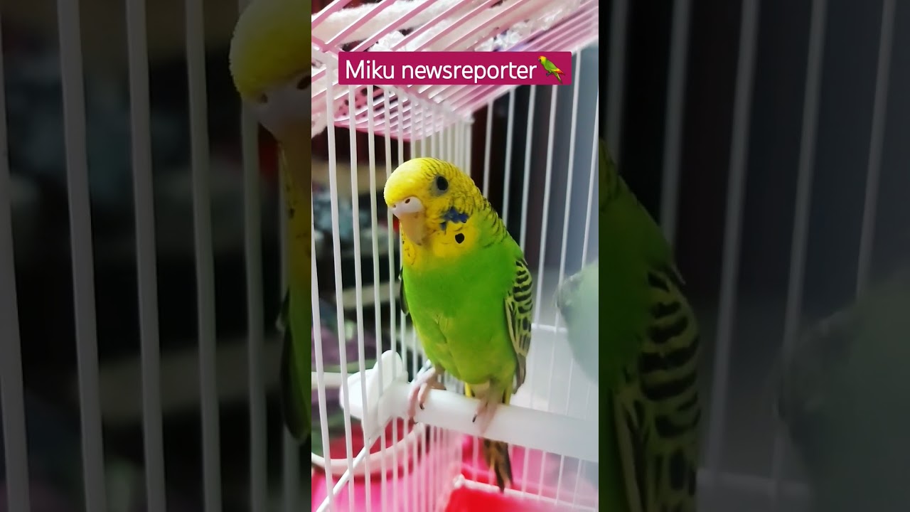 bank hadtal#viral #youtubeshorts #shortvideo #funny 🦜#shorts