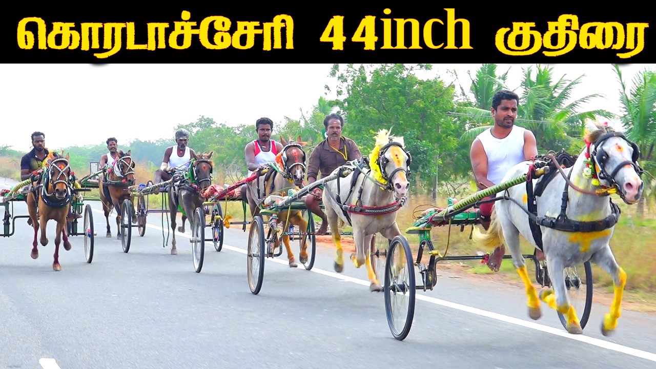 கொரடச்சேரி 44 inch குதிரை 15.02.2026