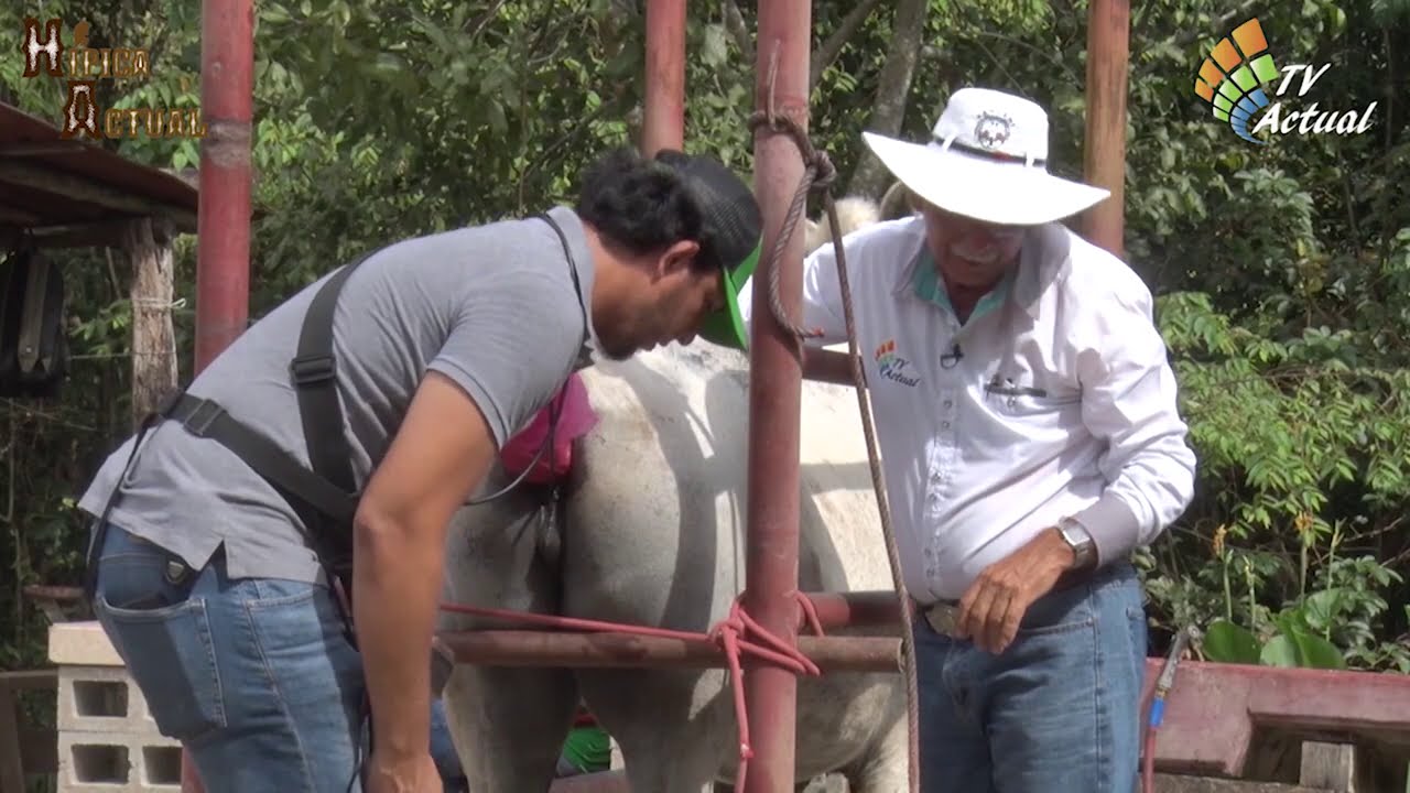 Preparación de Yegua