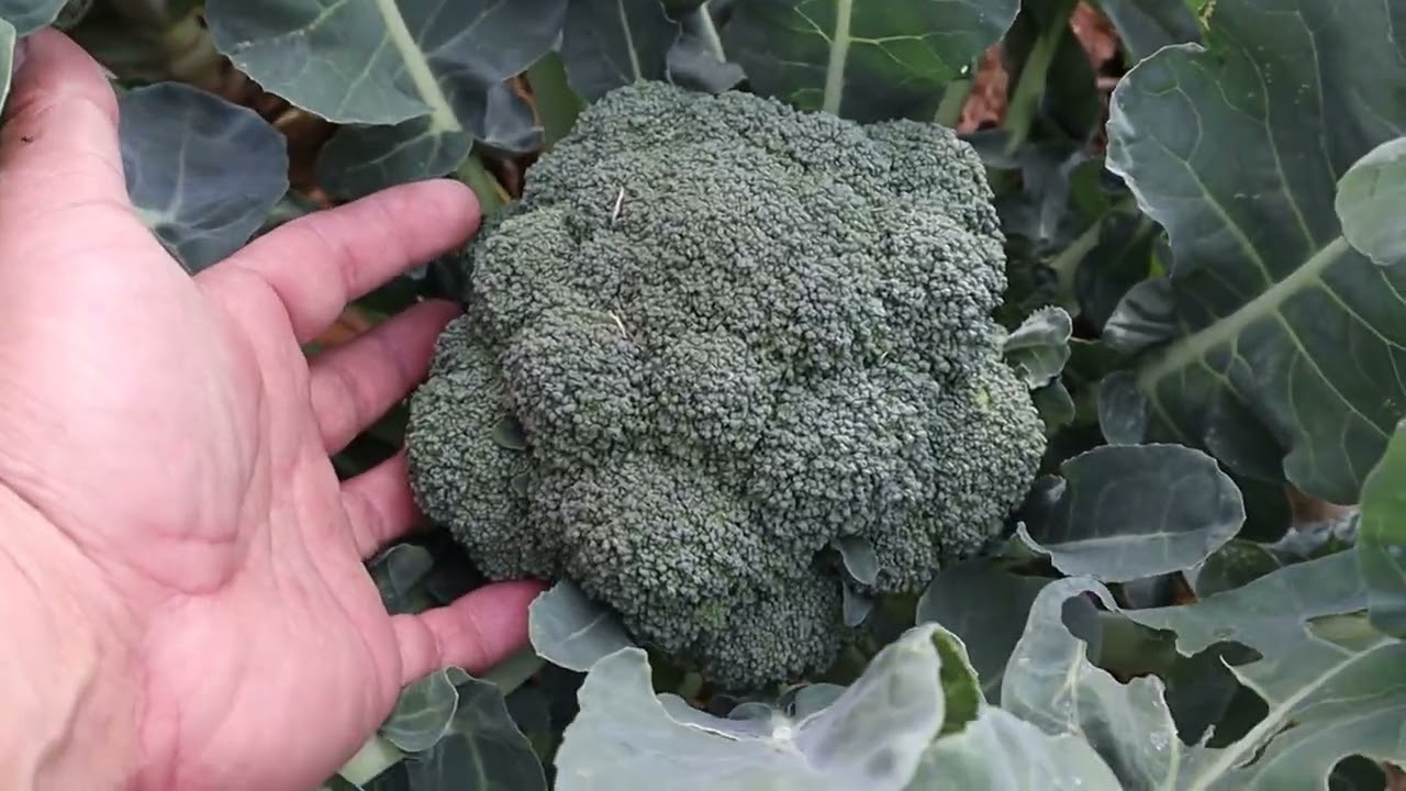 2025 May 12th -- Garden / Homestead Update (Succession In Action)