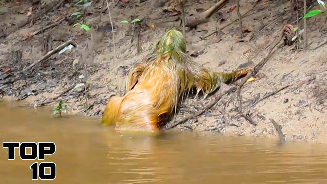 Top 10 Terrifying Cryptid Sightings That Have The FBI Concerned