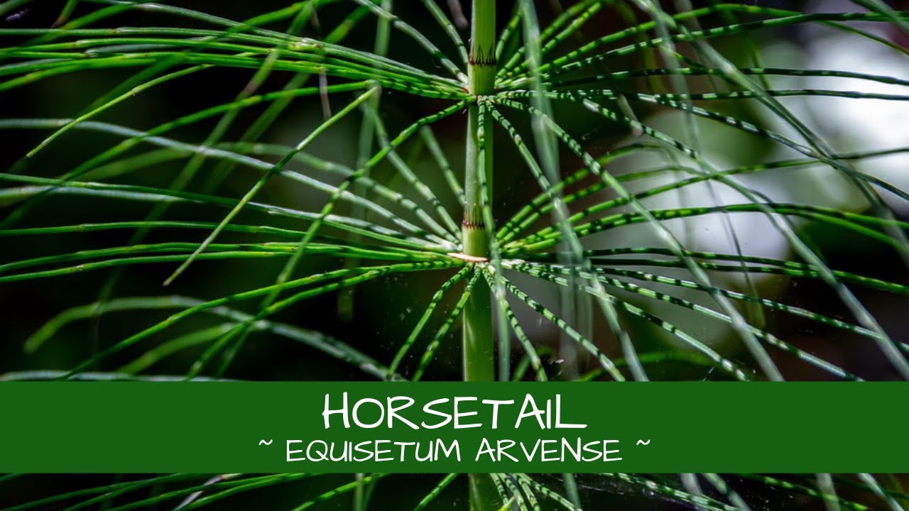 Let's Learn About Horsetail ~ Equisetum arvense