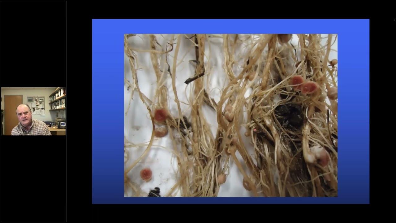 Forage Fertility on the Prairies