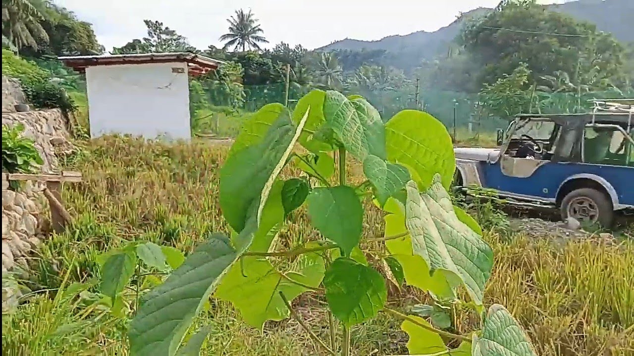 WHY DO WE NEED TO PRUNE THE GMELINA TREE : PRUNING GMELINA TREE