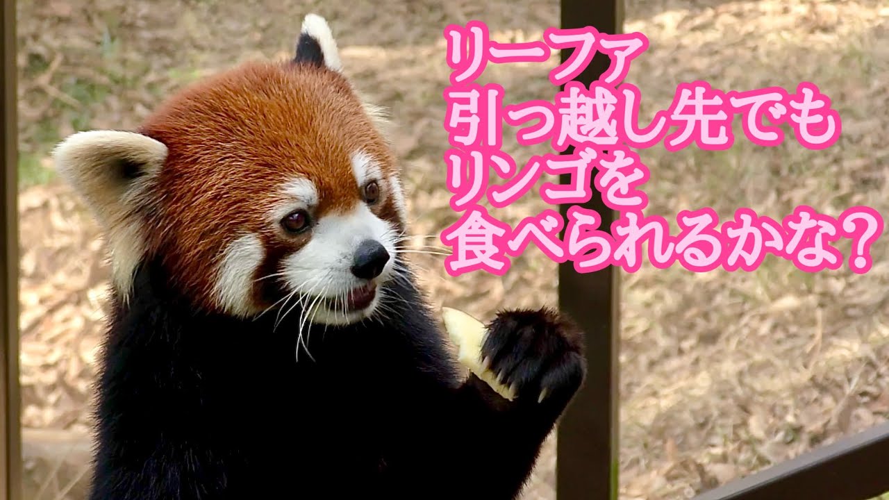 レッサーパンダ　リーファちゃんとガオガオくん　リンゴタイムです【のんほいパーク】Red panda Leafa-chan Gaogao-kun Toyohashi Zoo 