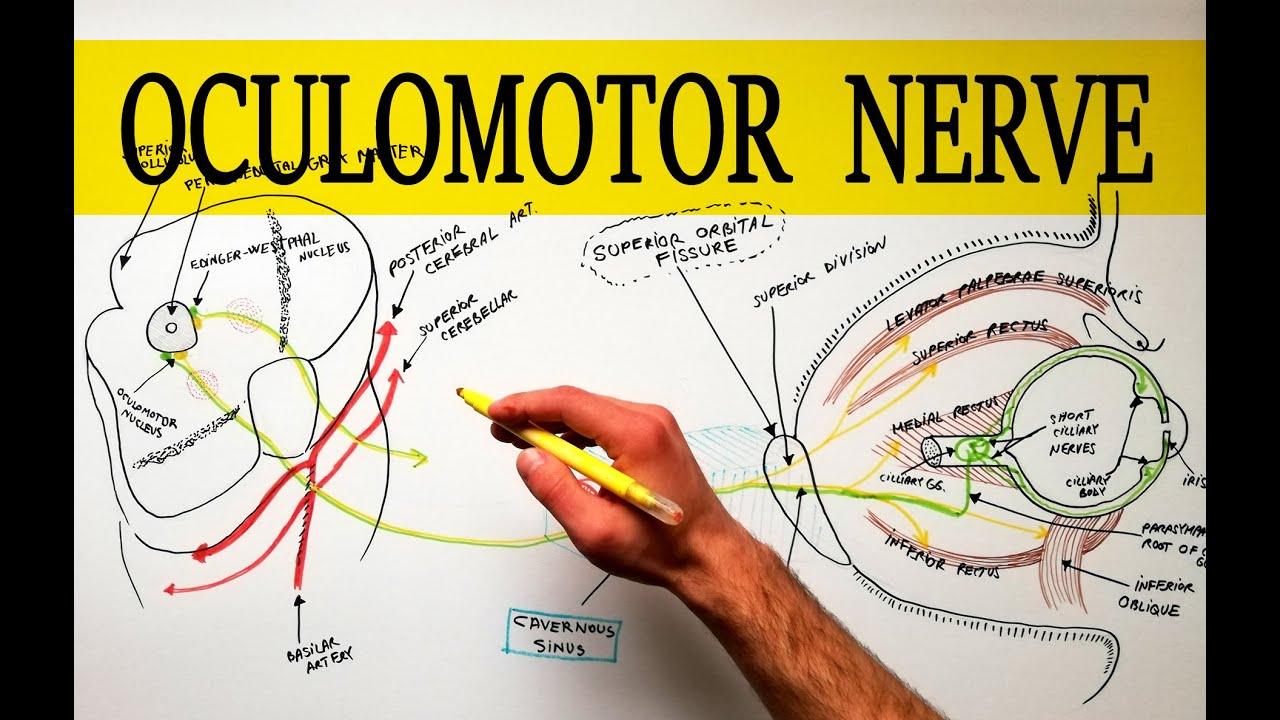 Oculomotor Nerve - Anatomy Tutorial | Made easy!