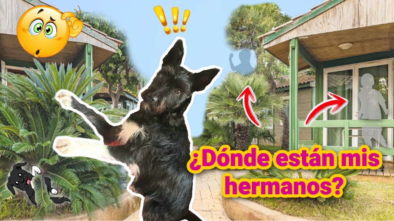 JUGAMOS al ESCONDITE por TODO EL CAMPING ¡Vacaciones de Lana!