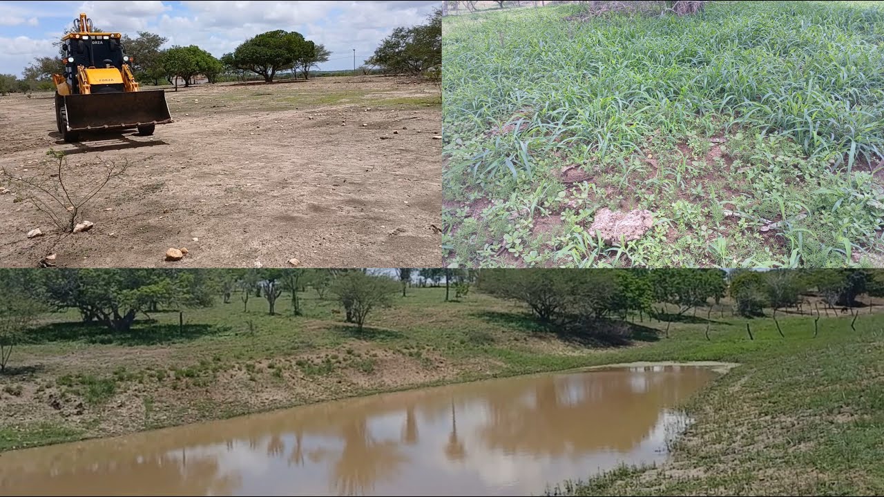 VOLTOU  A CHOVER AQUI NA MINHA REGIÃO/MOSTRANDO AS PASTAGENS