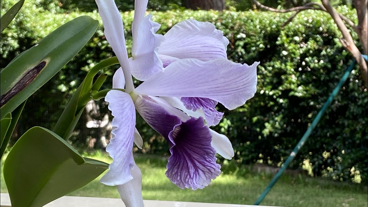 2550 灰藍婆婆從小苗到開花 C purpurata werkhauserii-striata