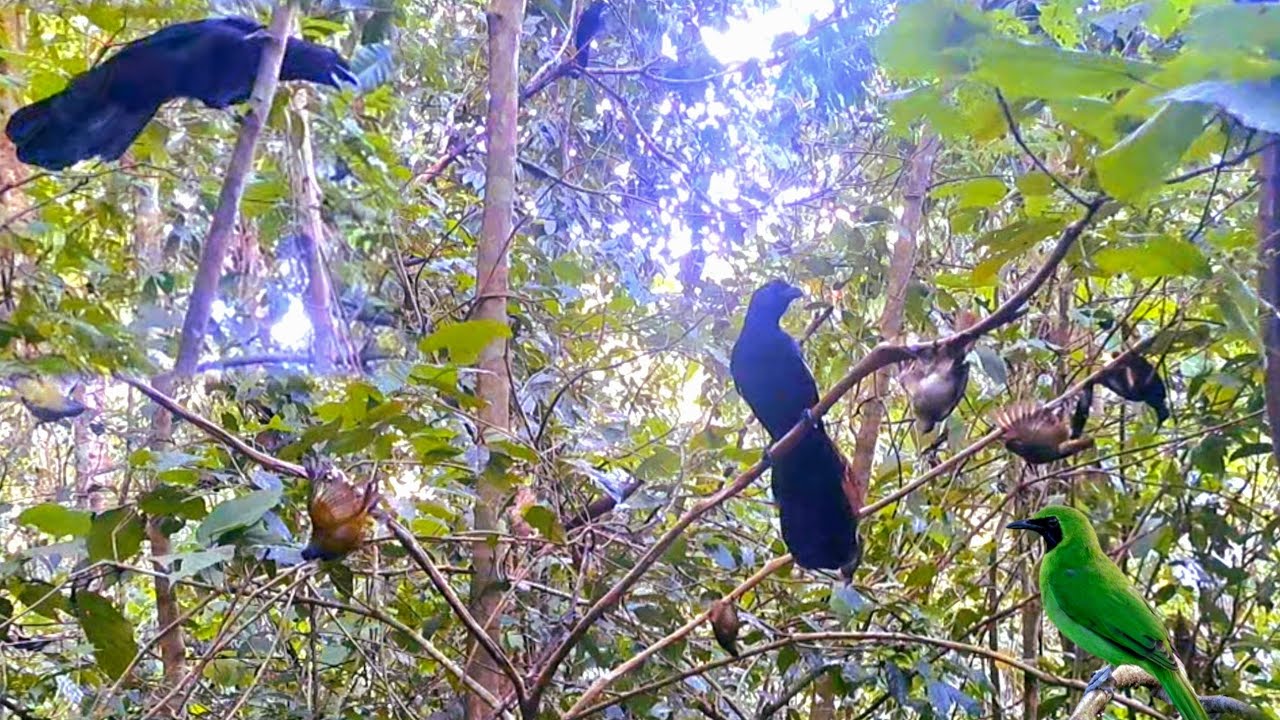 Lokasi tempat mikat yang gak pernah di pikat, burung nya aneh²