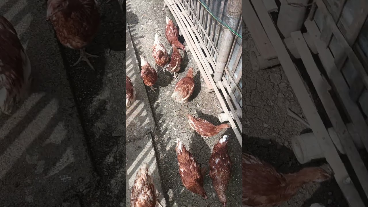 Ayam Petelur Umbaran#usahaternak#usahaternakayam#usahatelur#usahamandiri#usahamenjanjikan