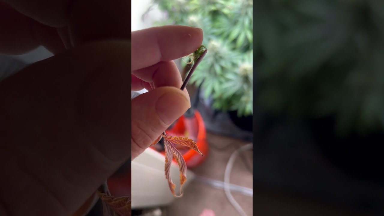 Cannabis mutation has bud growing on fan leaf