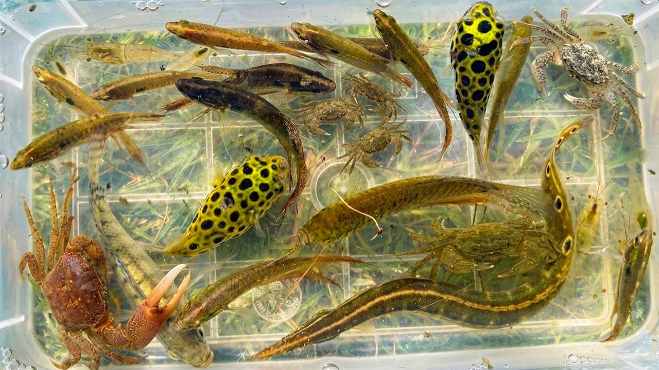 Catch a large number of beautiful fish in seven colors and large fish in Cambodia lake.