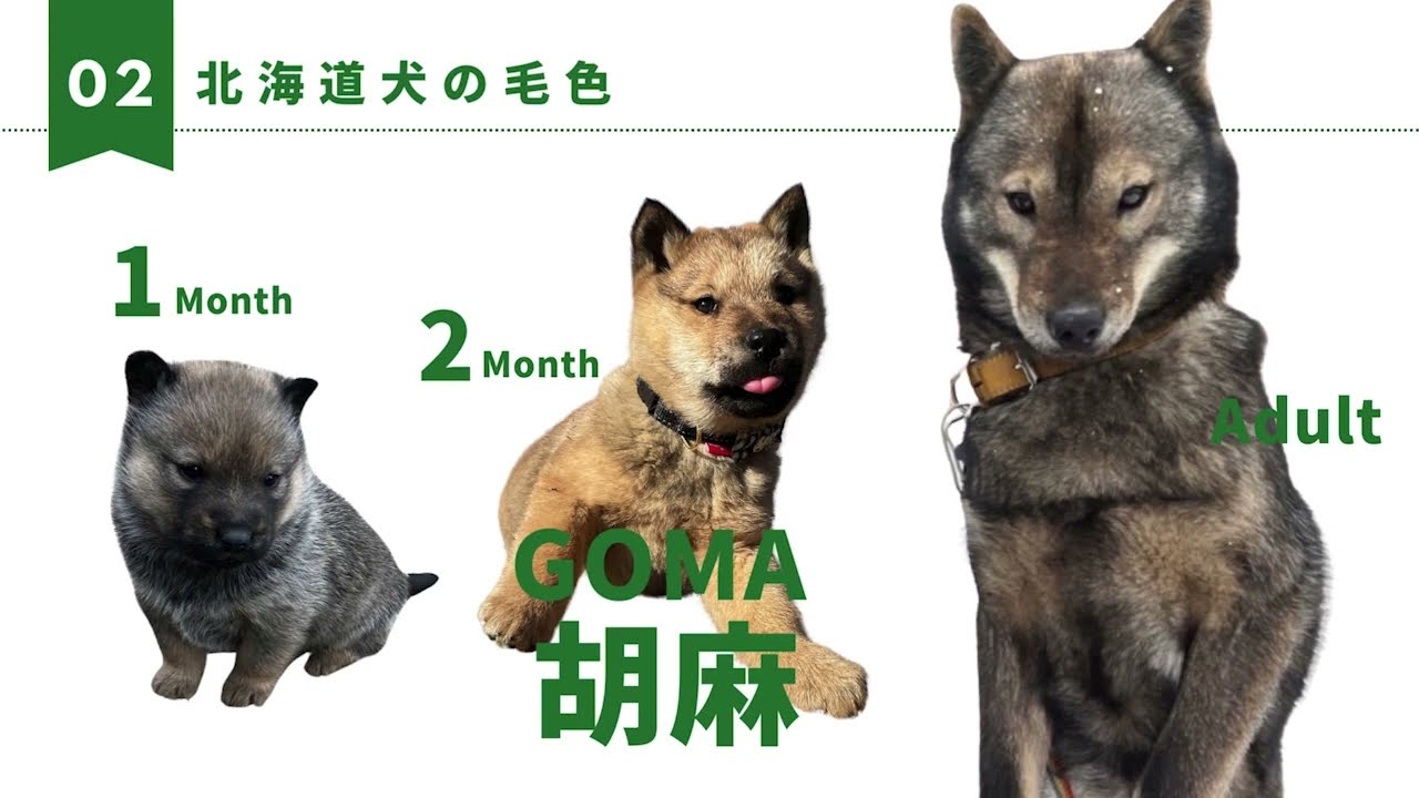 【JAPAN】Living with a white dog 北海道犬①