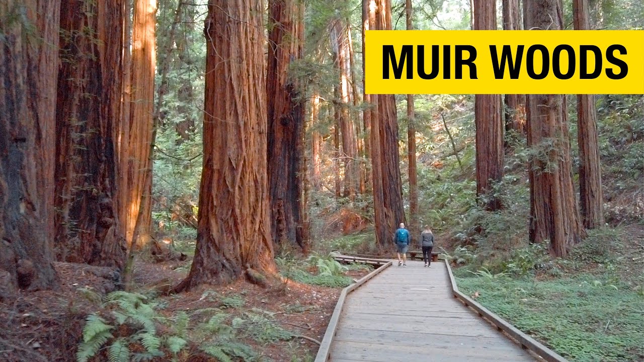 Majestic Redwoods at Muir Woods National Monument