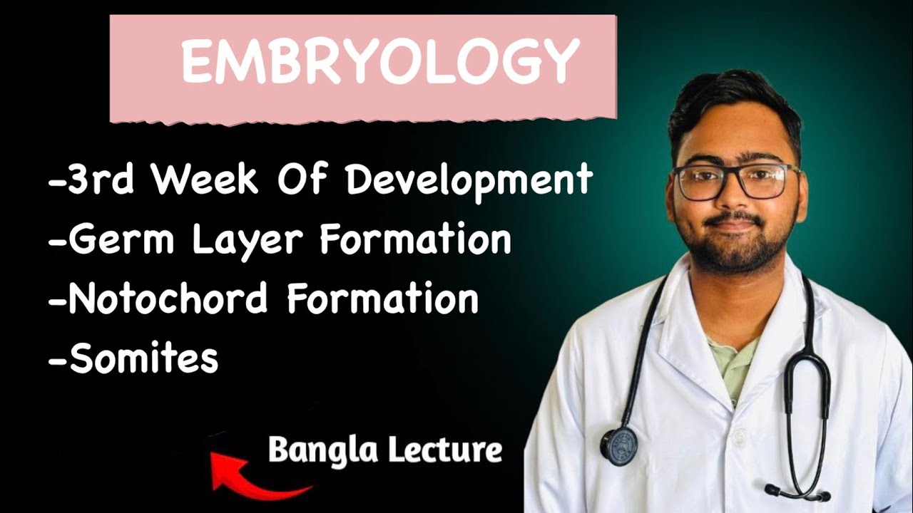 3rd Week Of Development | Embryology | Bangla lecture 