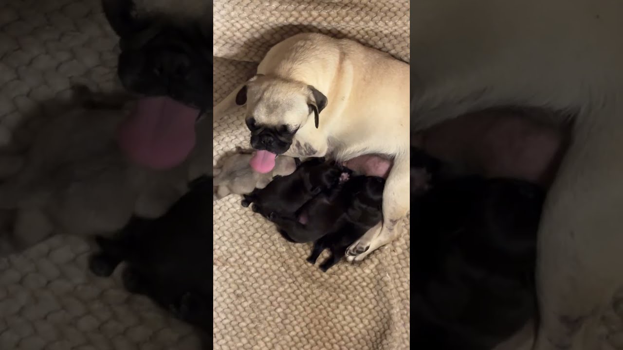 Pug Puppies Eating & Sleeping 🐶 Calm, Cute & Relaxing (HD)