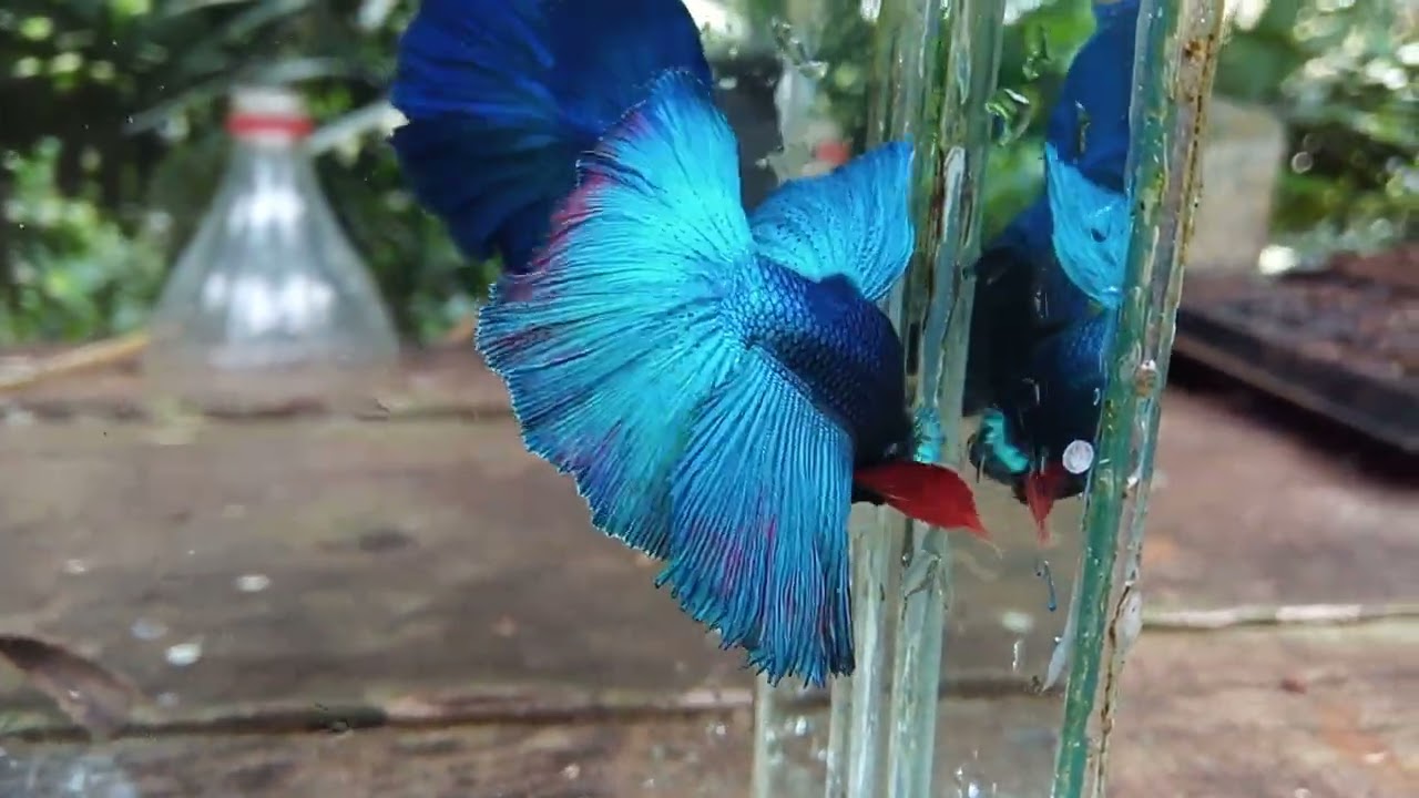 Keindahan Ikan Cupang Halfmoon🤩 #ikancupang#ikanhias#bettafish#ikanakuarium 