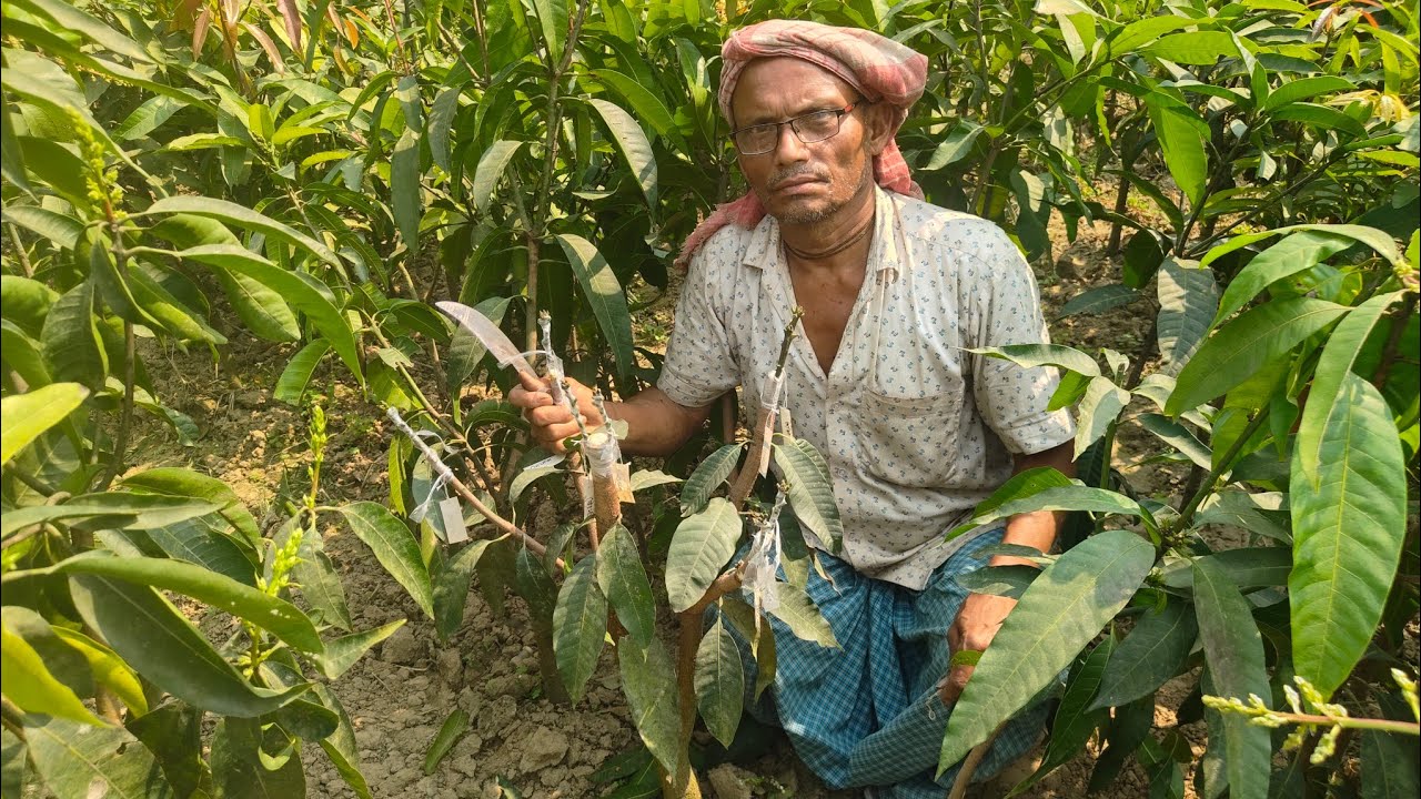 How to make multigrafting mango plant 