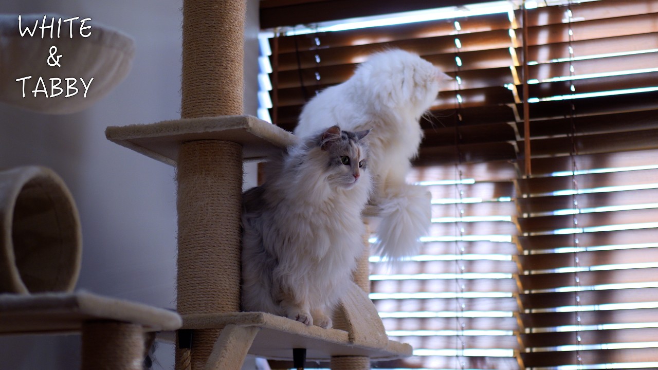 The Little Bird Is Back &mdash; Fluffy Cats Can&rsquo;t Stop Watching | 3-year-old Cute Norwegian Forest Cat