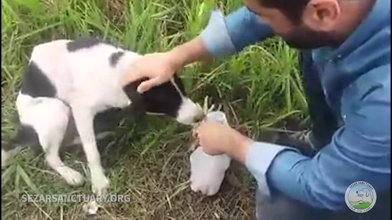 Feeding a stray dog that been waiting for his food