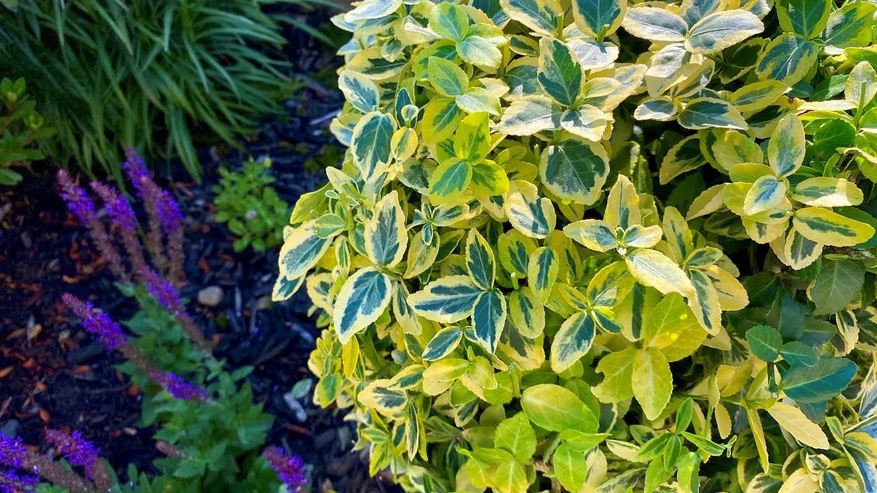Prune 2 For 2023, Golden Euonymus (4K) - August 1