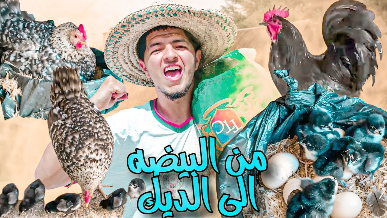 تحدي 70 يوم 🤯 تجربة تفقيص بيض دجاج الاسترالوب اسود 🔥 من البيض الى ديك 🐓