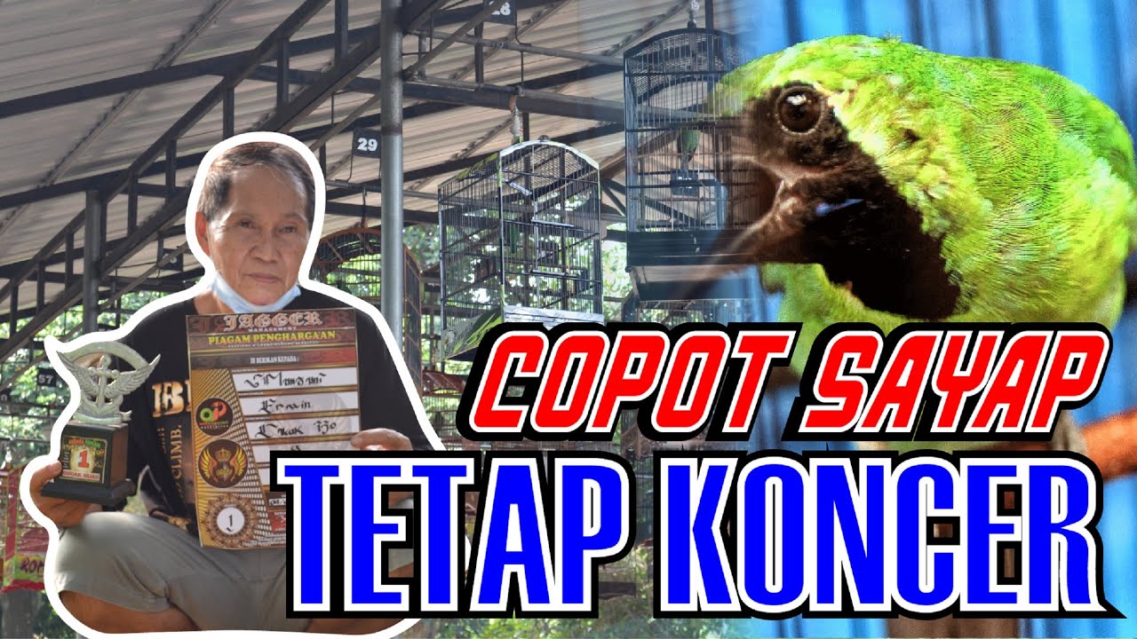 CUCAK IJO COPOT AMBROL BULU SAYAP TETAP KONCER DI GANTANGAN - BEDAH SETTINGAN IJO JUARA By HoBi