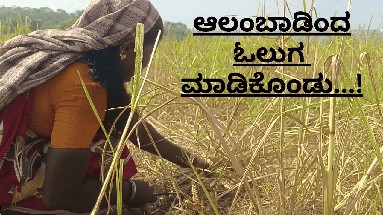 ಹಳ್ಳಿ-೨. ಮಳೆಯಾಧಾರಿತ ಮತ್ತು ನೀರಾವರಿ ಎರಡು ಪ್ರಕಾರದ ಕೃಷಿ ಪದ್ದತಿ ಇರುವ ಊರು| ಆಲಂಬಾಡಿ|Alambadi