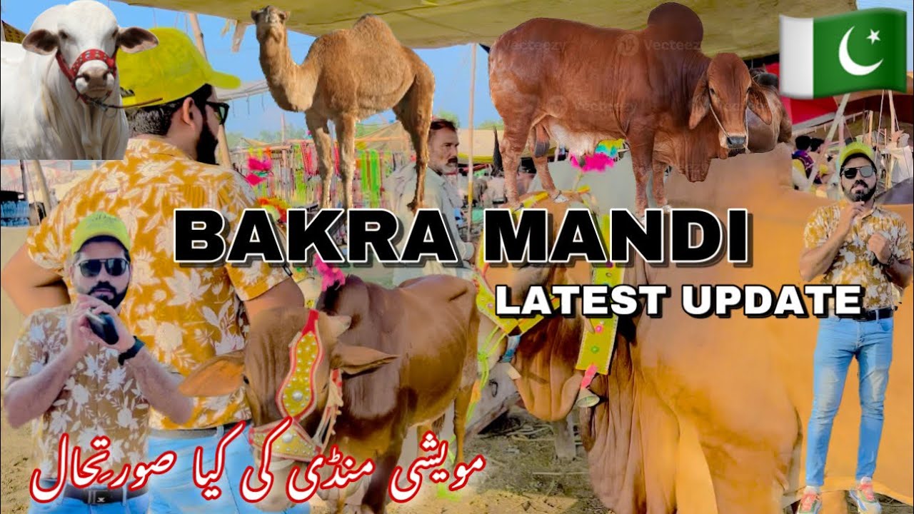 BAKRA MANDI TOUR | Qurbani k janwar 2023 | Latest cattle Price