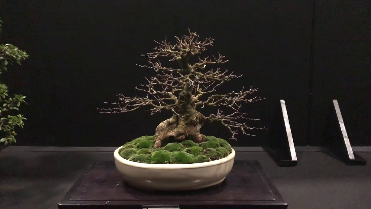 Bonsai Exhibition Melbourne 2019 walk through - Bonsai Northwest Melbourne bonsai club