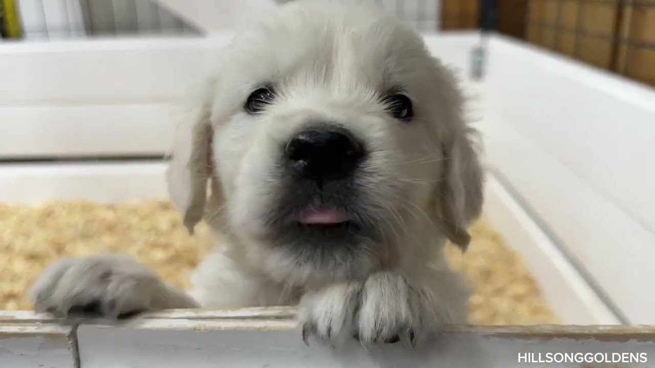 Playful English Golden Retriever Puppies | Finn & Vickie’s BOYS | 5 Weeks Old @HillsongGoldensYT 
