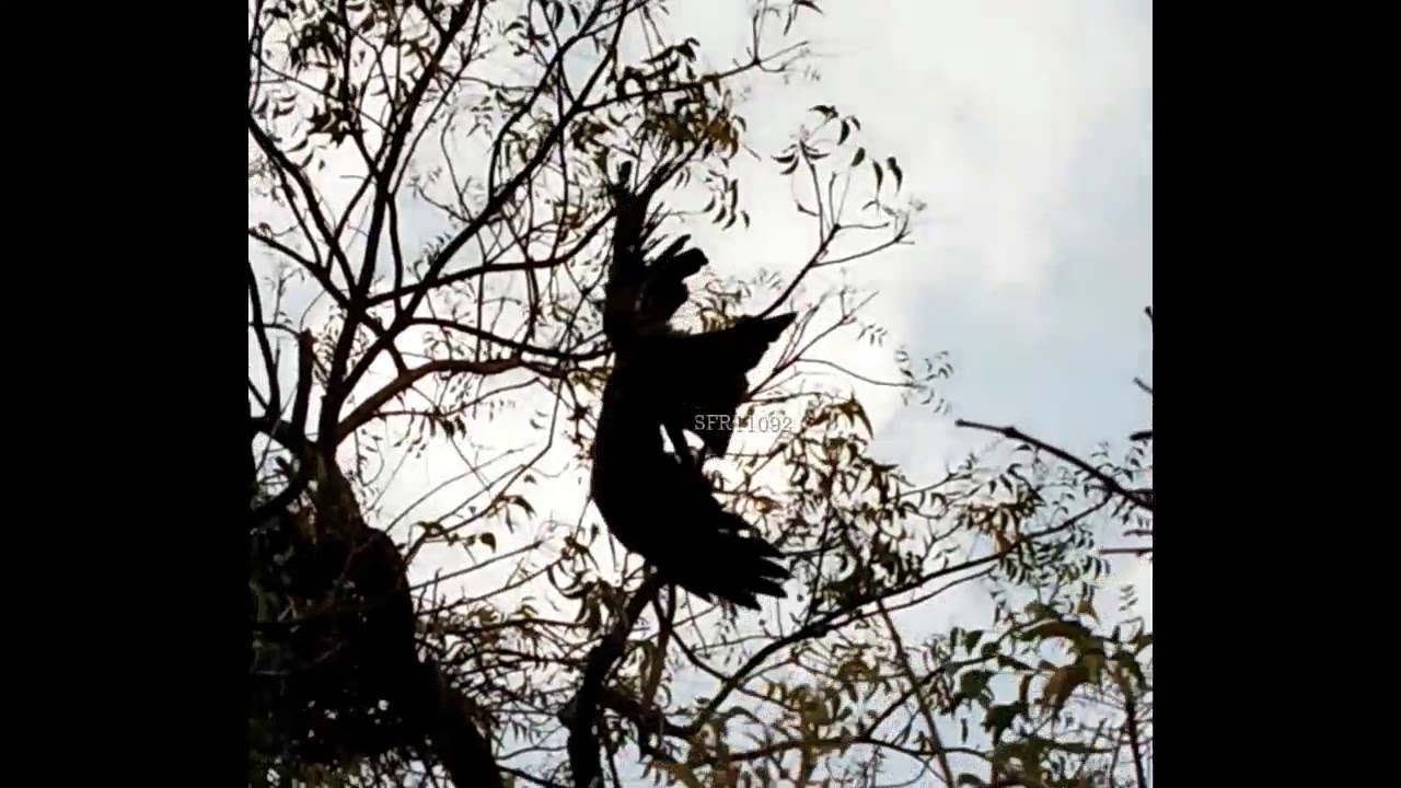 A Eggale wing entangled Chinese manja accident Sankranti problem during kite flying festival