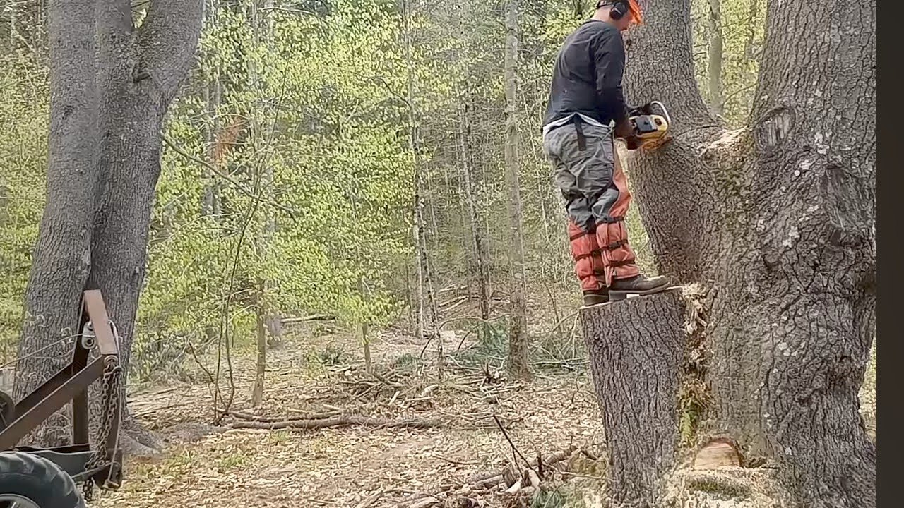 Dangerous Tree Felling Doodlebug Logging