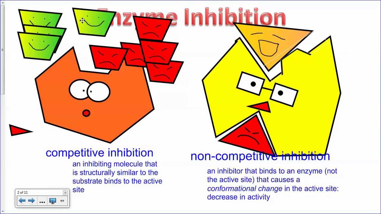 Ингибирование ферментов IB Biology