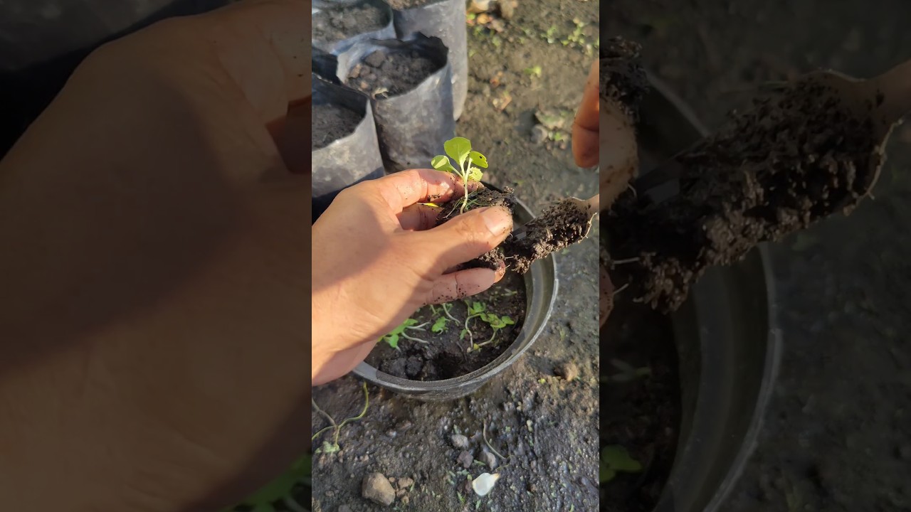 Menanam Bibit Sawi di Polybag. #gardening #vegetables
