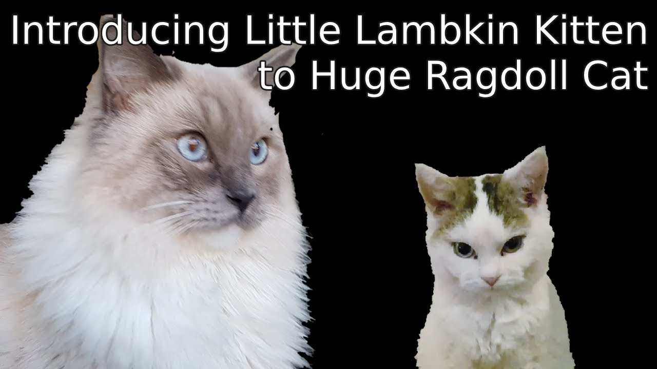 Как котенок Lambkin становится лучшим другом с огромным кошкой Ragdoll. 5 дней в 10 минут