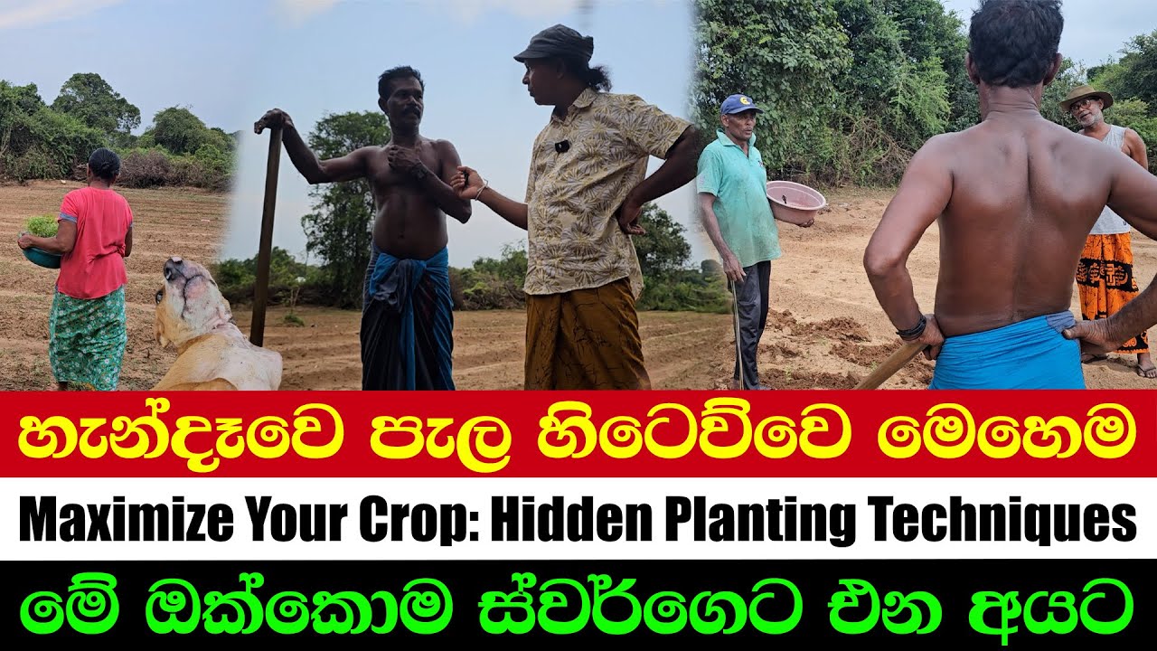 Maximum Harvest Tricks! | This Farming Will Amaze You! | Learn from Tradition
