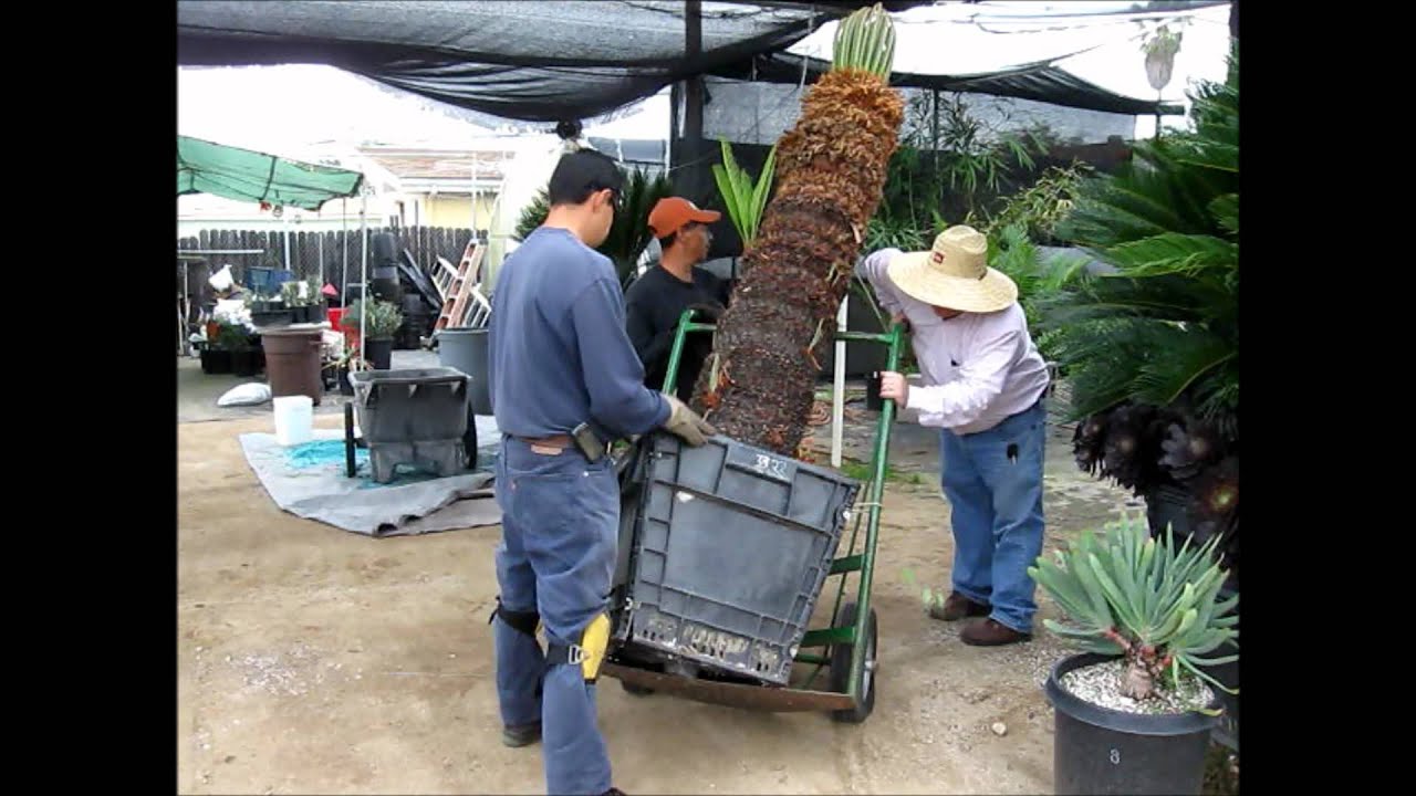 Sago Palm (Cycas revoluta) at Jurassic Garden -- Moving Large Re-Established Specimen
