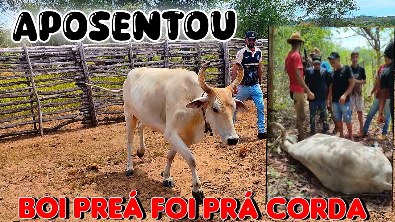 BOI PREÁ FOI PRA CORDA HOJE 