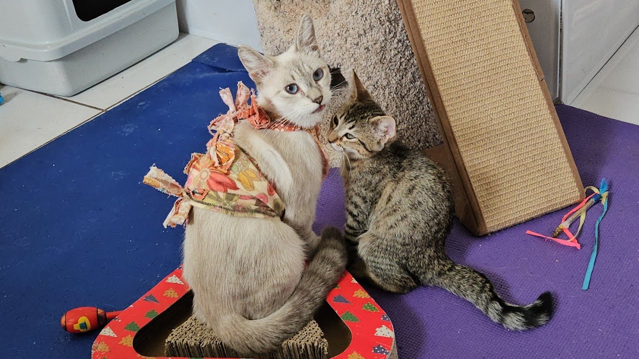 Everyone Is Back From Surgery And Ready To Pawty 🙀