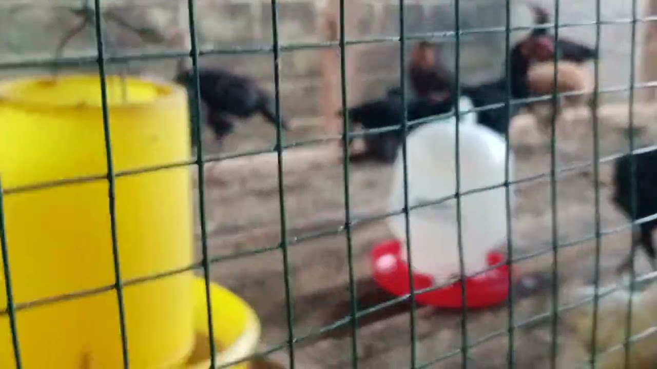 Pengebokan Ayam Kampung Super Cepat