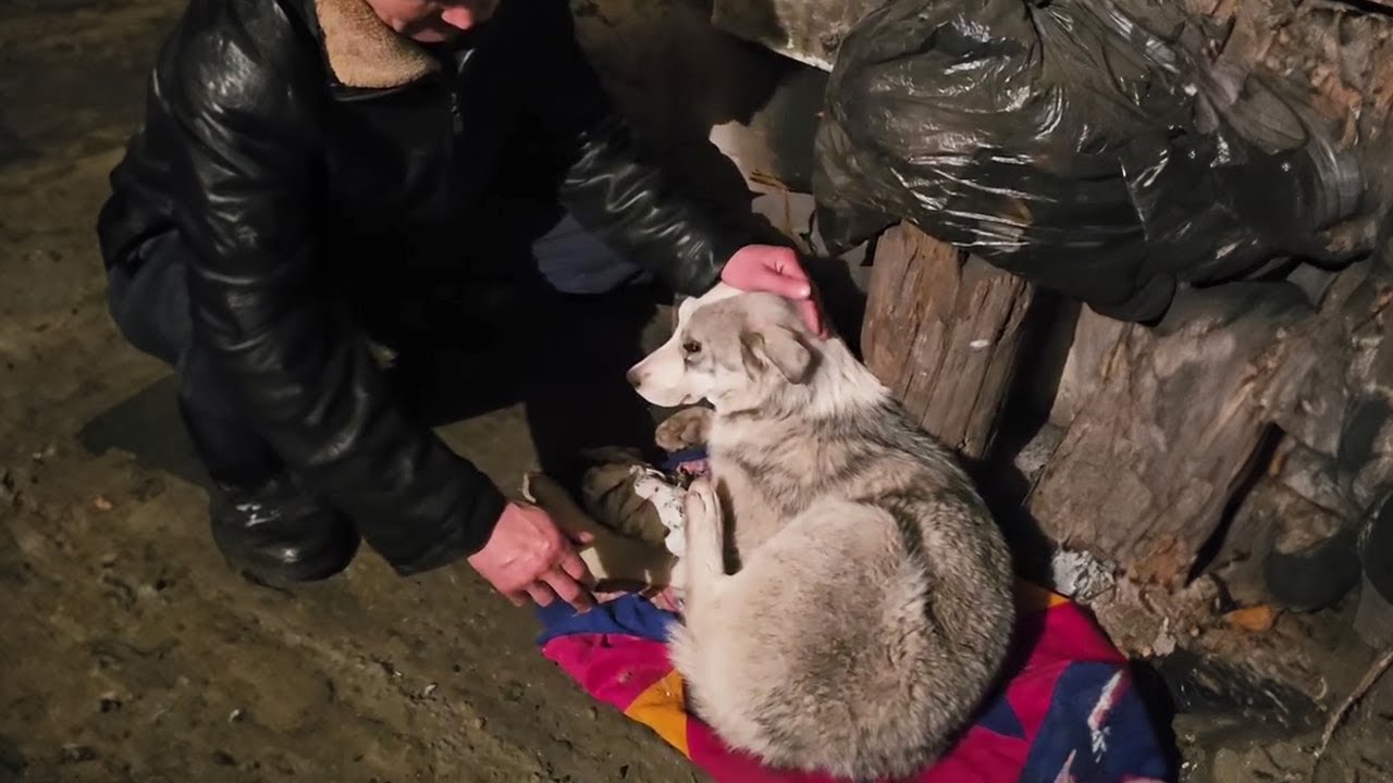The man stayed with the dog cried out in pain in the cold night and hidden truth