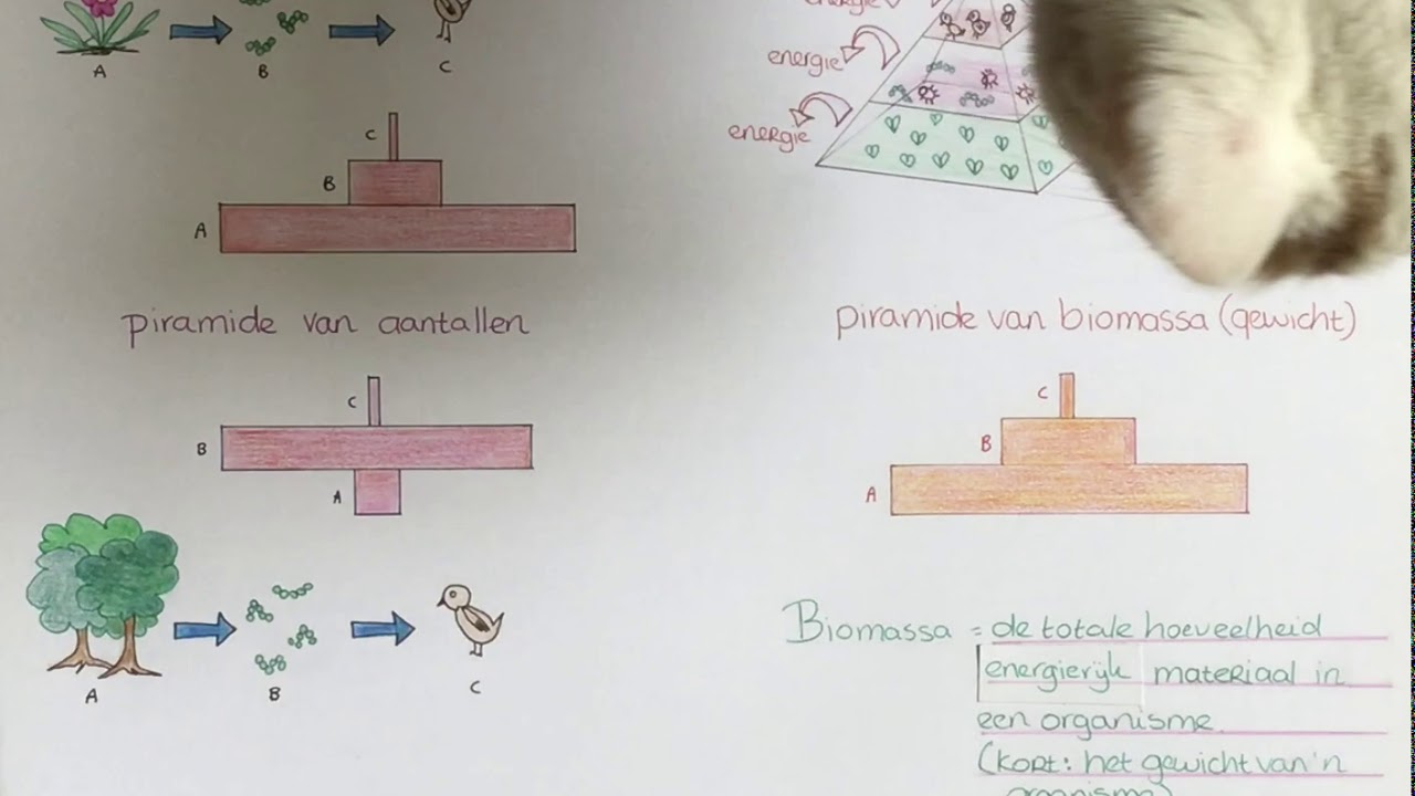 piramide van aantallen en biomassa