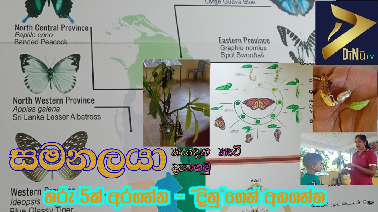 සමනලයෙක් හැදෙන්නේ කොහොමද?